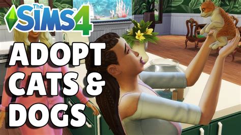 how to adopt a cat in sims 4